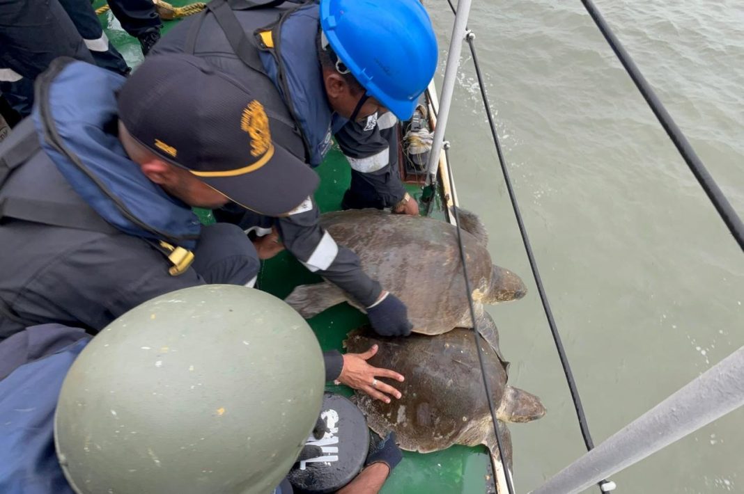 INDIAN COAST GUARD RESCUED ENTANGLED OLIVE RIDLEY TURTLES INDIAN COAST GUARD RESCUED ENTANGLED OLIVE RIDLEY TURTLES