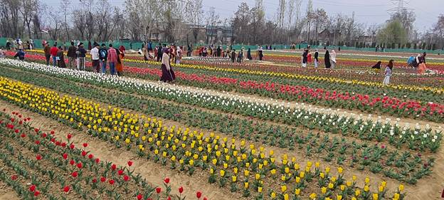 IIIM Field Station Bonera sets to Indigenize Tulips: Scientists aim at Import Substitution, Viksit Farmers IIIM Field Station Bonera sets to Indigenize Tulips: Scientists aim at Import Substitution, Viksit Farmers
