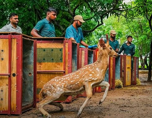 Vantara, Gujarat Forest Department Reintroduce Spotted Deer to Enrich Barda Wildlife Sanctuary Vantara, Gujarat Forest Department Reintroduce Spotted Deer to Enrich Barda Wildlife Sanctuary